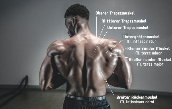 Rückenmuskeln eines Mannes 600+B+P