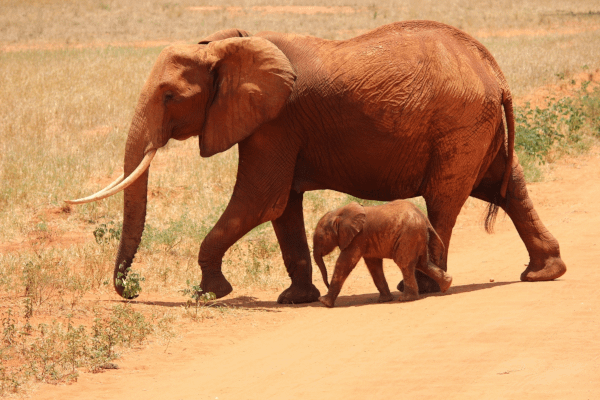 Elefant mit Elefantenbaby 600