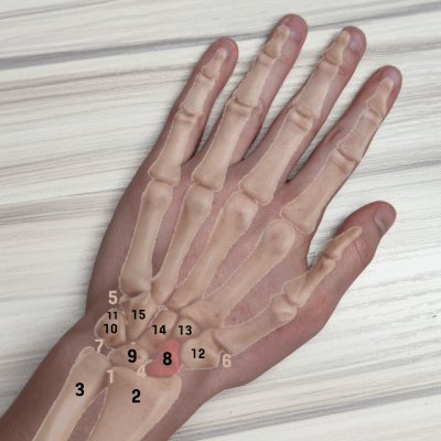 Hand mit Handknochen und Zahlen