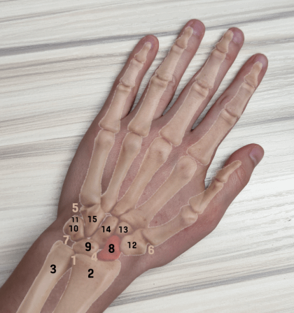 Hand mit Handknochen und Zahlen